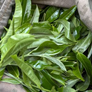 绿茶